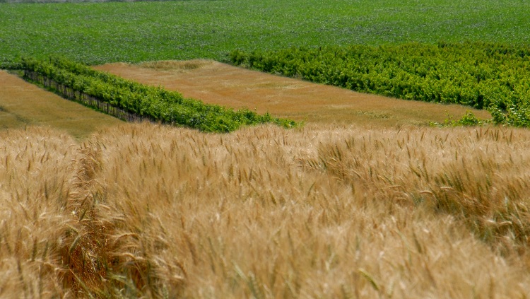 Meglepő eredmény, sok pénzt hoz a regeneratív gazdálkodás