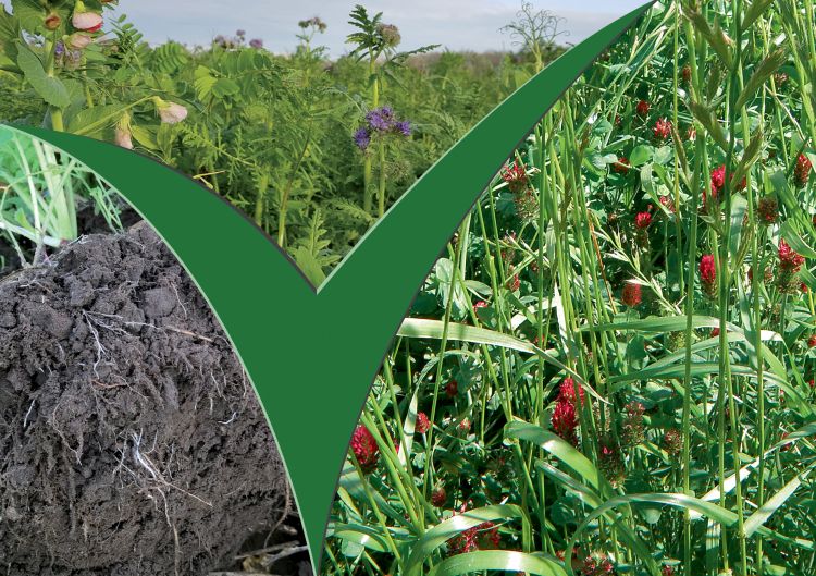 Használja ki a viterra<sup>®</sup> közteskeverékek talajjavító hatását