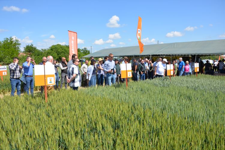 Betamag-Trade Kft. – 15 éve a KWS kizárólagos forgalmazója