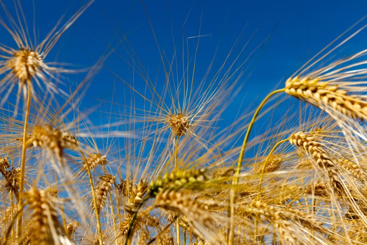 Változás küszöbén az agrárium – Mit hoz a 2028-as KAP?