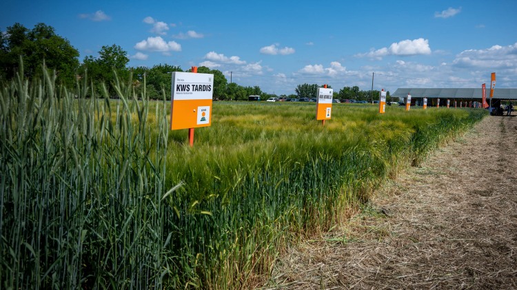 KWS-fajtakínálat 2025: minőség és védelem együtt