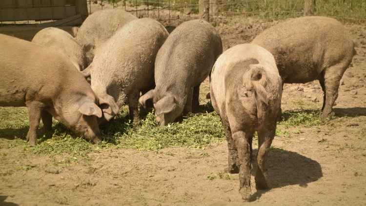 Ennek nem örülnek a termelők, árzuhanás a sertéspiacon
