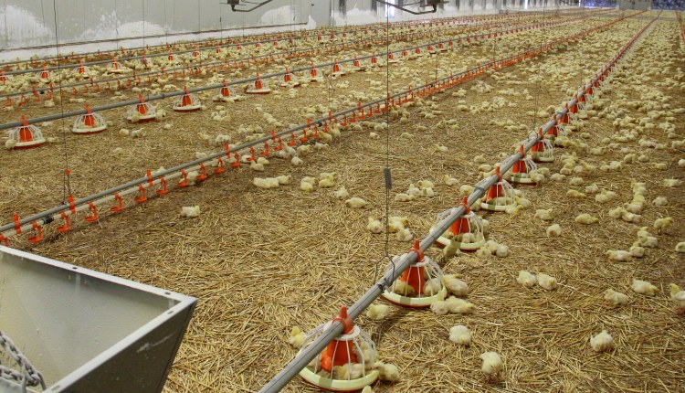Félnek az olcsó GMO takarmánytól, de csábító az ajánlat