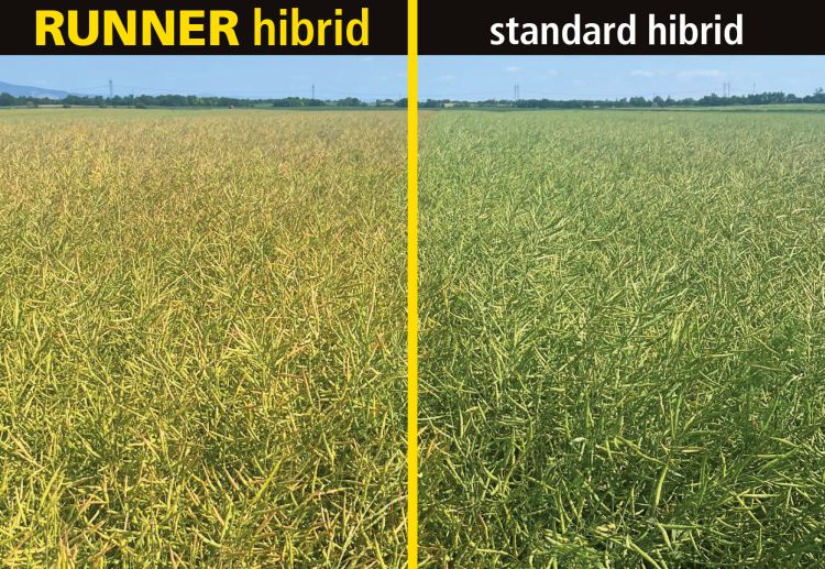 Runner hibrid