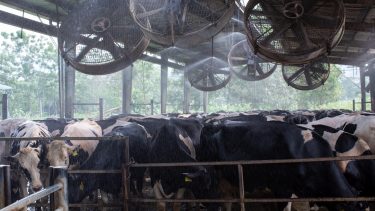 tehenek hűtés ventilátor pára