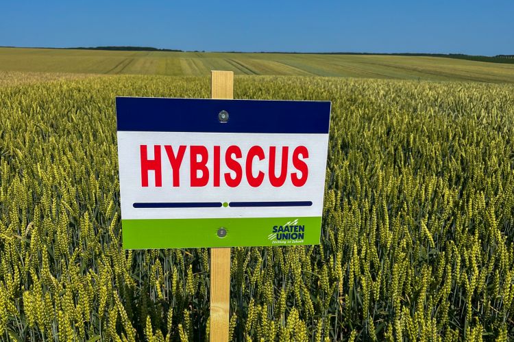 SU_Hybiscus_búza