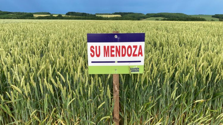 SU_Mendoza_búza