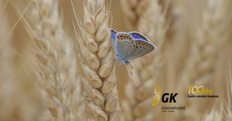 Őszi búzafajták, amelyekre a gazdák számíthatnak