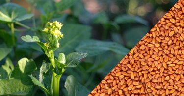 camelina