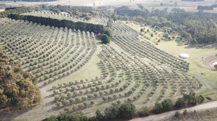 Manna Hill Estate 