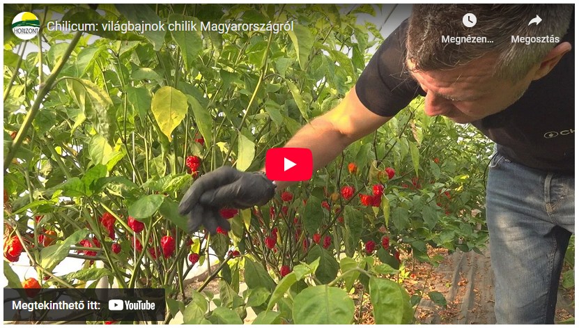 Chilicum: világbajnok chilik Magyarországról
