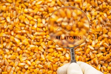 kukorica toxin mintavétel