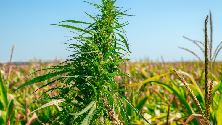 Drón buktatta le a kannabiszültetvényt a kukoricatáblán