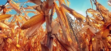 kukorica
