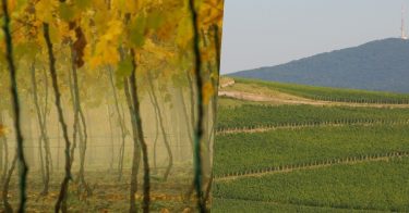 szőlő terroir