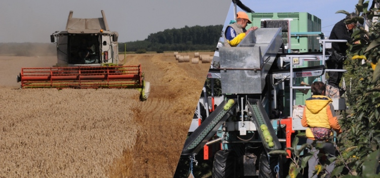 betakarítás szüret