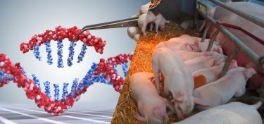 génszerkesztés sertés