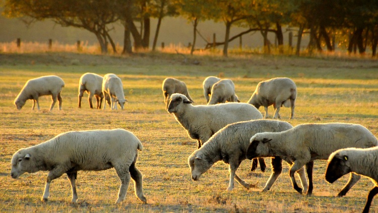 Újra mentes Magyarország a kiskérődzők pestisétől