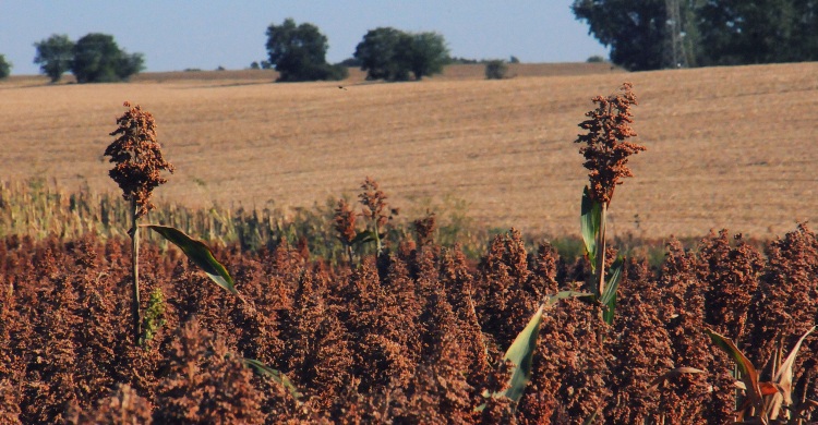 Olasz banán, magyar quinoa és a titokzatos agrár-háromszög