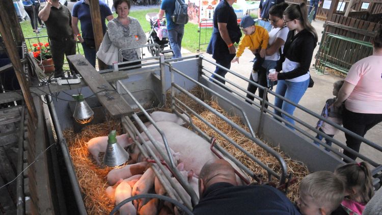 sertés koca vásár