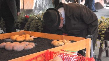 idős termelő burgonya