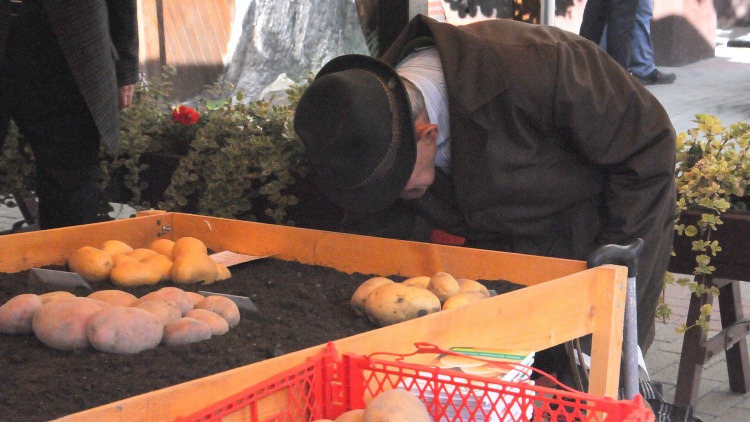 Már csak idő kérdése, mikor tűnhet el a hazai burgonya