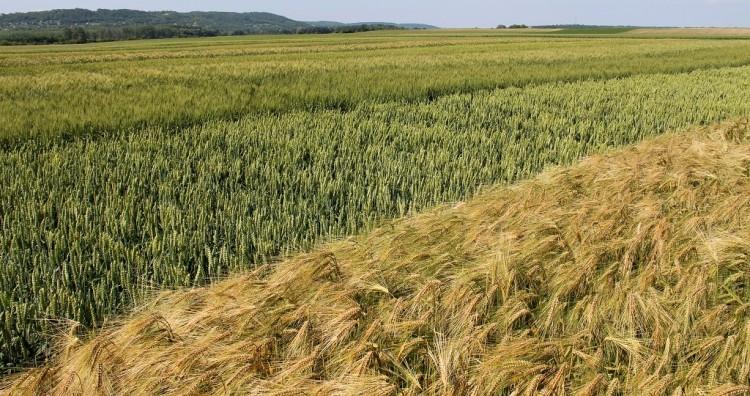 Ősszel kell megnyerni a tavaszt – Sumi Agro a kalászosokért