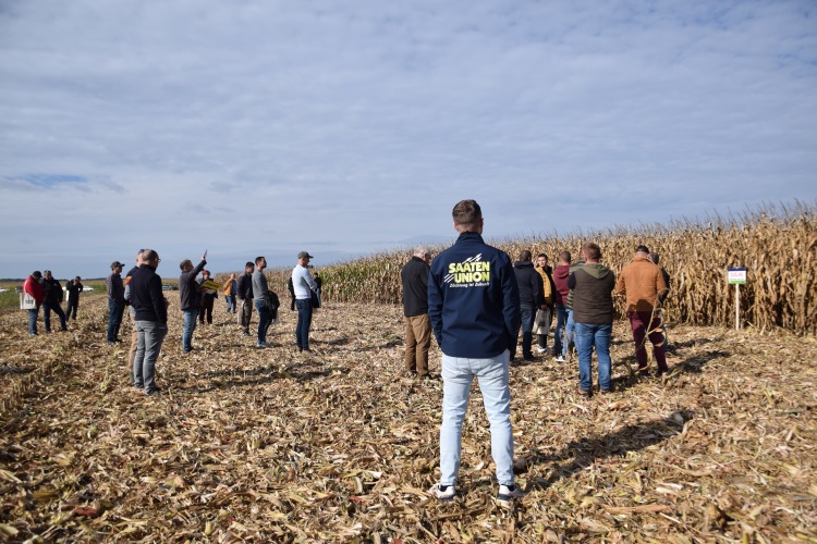 kukorica fajtabemutató