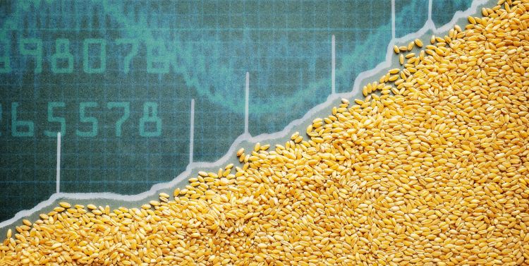 gabona árak drágulás