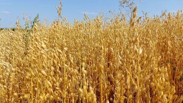 zab szántóföldi termesztésben