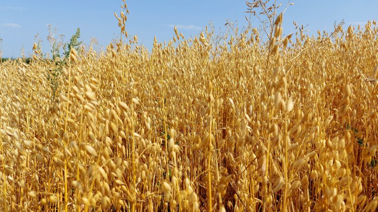 zab szántóföldi termesztésben