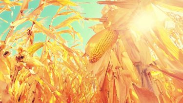 takarmánykukorica a 2024-es aszályos forró évben