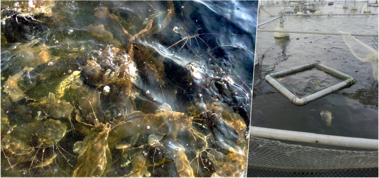 Fejlesztésre, jobb külpiaci pozícióra vár a hazai halágazat