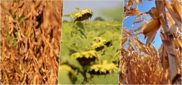 szója napraforgó kukorica