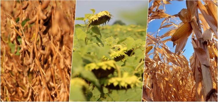 szója napraforgó kukorica