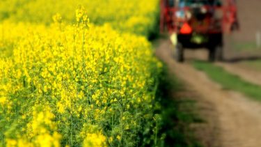 repce növényvédelem