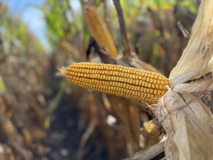Szélsőségekre hangolva – megérkeztek a DEKALB idei újdonságai