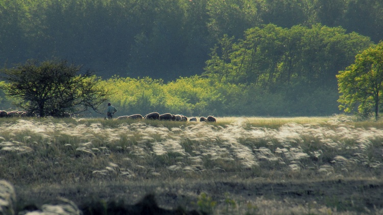 gyepterület Natura2000