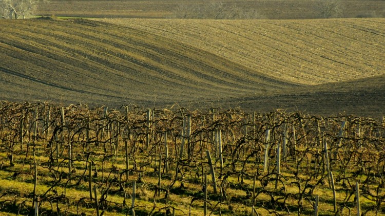 parcella szőlő szántó