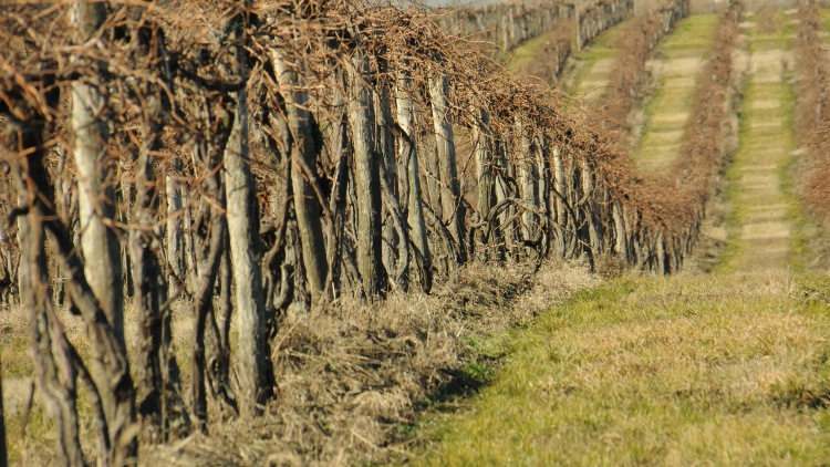 Megint aranyszínű sárgaság, újabb vármegye szőlői érintettek