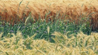 magkeverék méhlegelő biodiverzitás