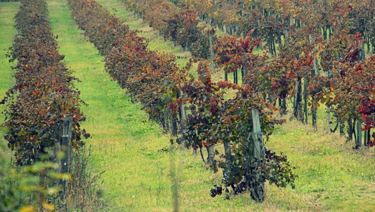 Aranyszínű sárgaság: ez volt a kezdet, nagy járvány jön?