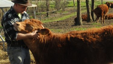 szarvasmarha állatjólét