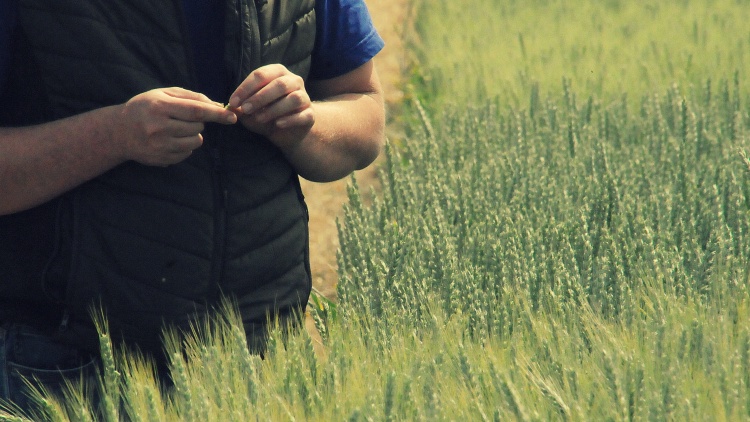 Búzapiac: az időjárás részben magyarázza a nyomott árakat