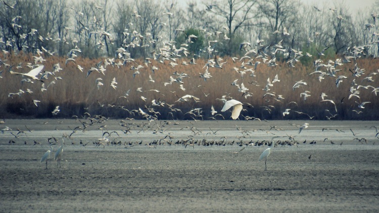 Elszabadul a madárinfluenza, 1,2 millió leölt baromfi