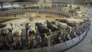 Karusszel fejőrobot dél-magyarországi tehenészet