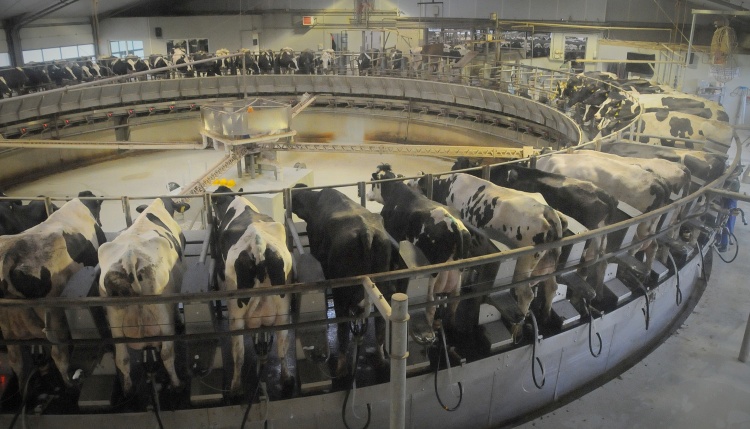 Karusszel fejőrobot dél-magyarországi tehenészet