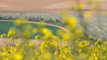 repce szántó ültetvény