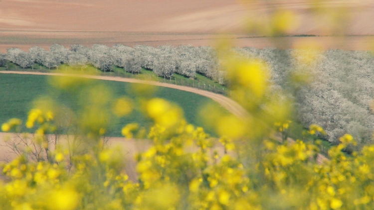 repce szántó ültetvény