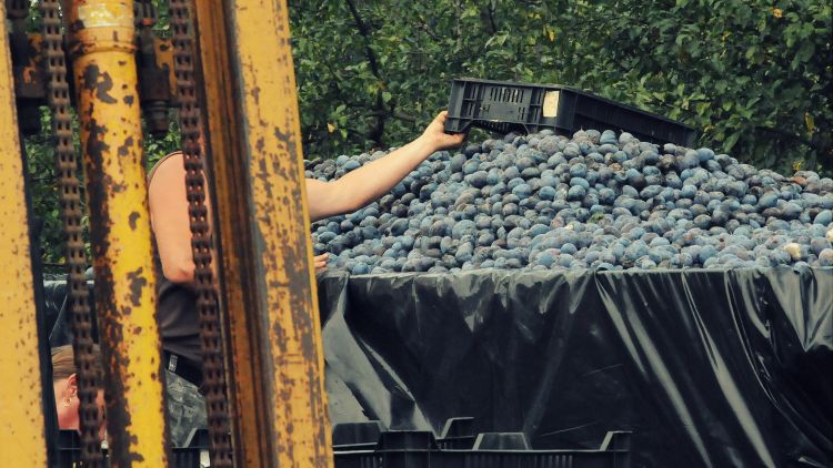 napszám alkalmi munka